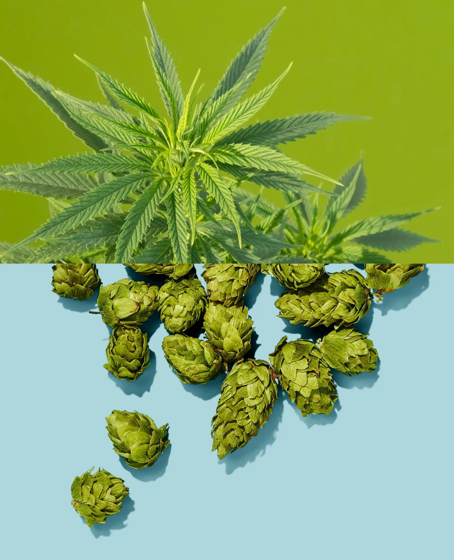 Cannabis And Hops Are Close Cousins