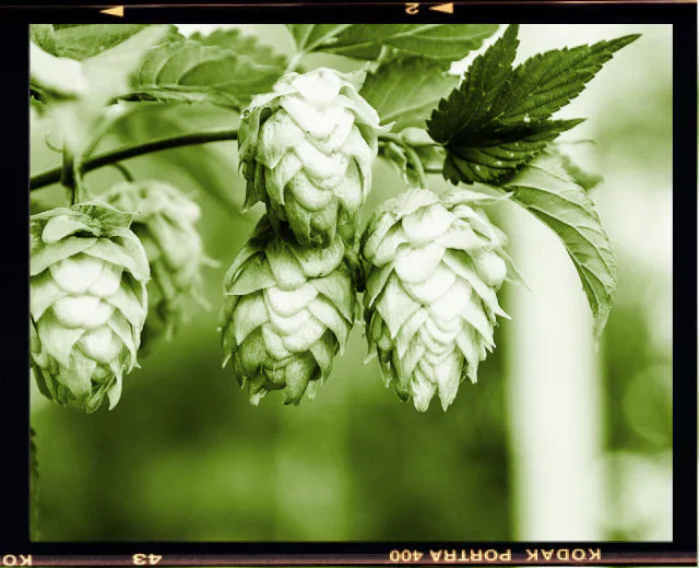 Shine the Hop-light on HOPWTR 
