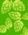 Where Do Hops Grow Best? A Look at the Ideal Climates and Harvest Seasons for Hoppy Goodness - HOPWTR